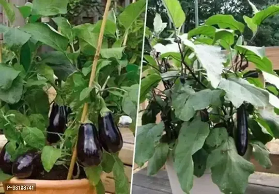 brinjal benganf1 hybrid vegetable seeds pack of 100 seeds-thumb0