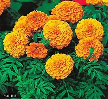 marigold flower seeds for all season india pack of 50 seeeds garden flower seeds-thumb0