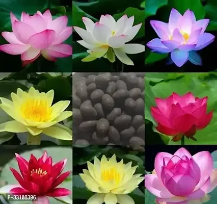 lotus flower seeds 20 seed mixed color seeds for home garden water lily flower plant seeds-thumb0