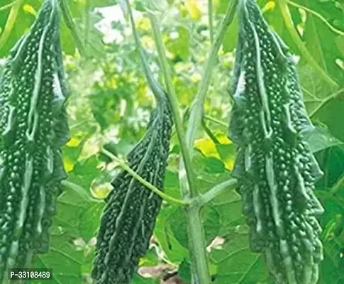 bitter gourd vegetable seeds karela seeds plant 20 seeds home garden pack-thumb0