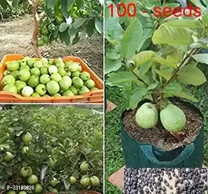 golden hills farm dwarf sweet white guavapsidium guajava fast growing 50 seeds-thumb0