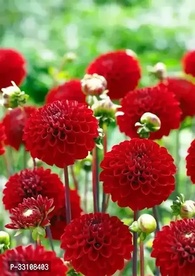 dahlia hybrids flower 30 seeds for home gardening