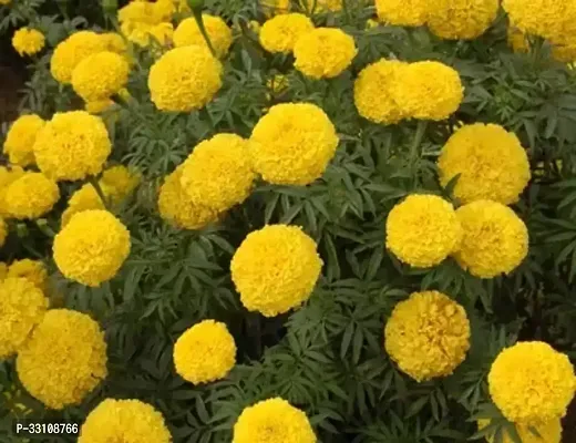 marigold flower seeds for all season india pack of 50 seeeds garden flower seeds-thumb0