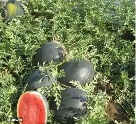 water melon f1 hybrid green 10 seeds-thumb0