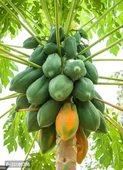 red lady papaya f1 hybrid fruit seeds pack of 40 seed-thumb0