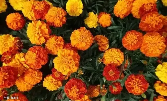 marigold flower seeds for all season india pack of 50 seeeds garden flower seeds