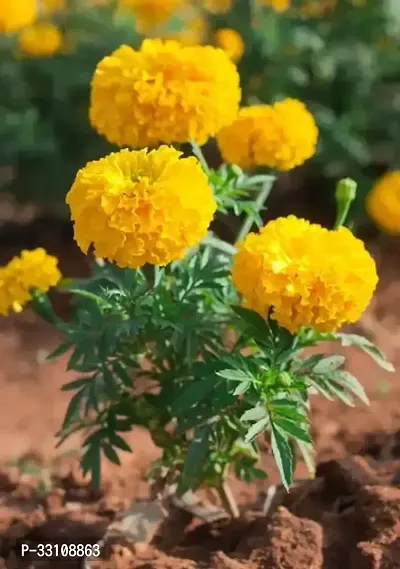 Marigold Flower Seeds For All Season India Pack Of 50 Seeeds Garden Flower Seeds-thumb0