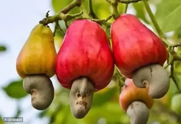 cashew nut kaju tree seed 5 per packet-thumb0