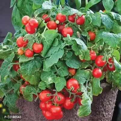 tomato high germination vegetable seeds pack of 50 hybrid seeds-thumb0