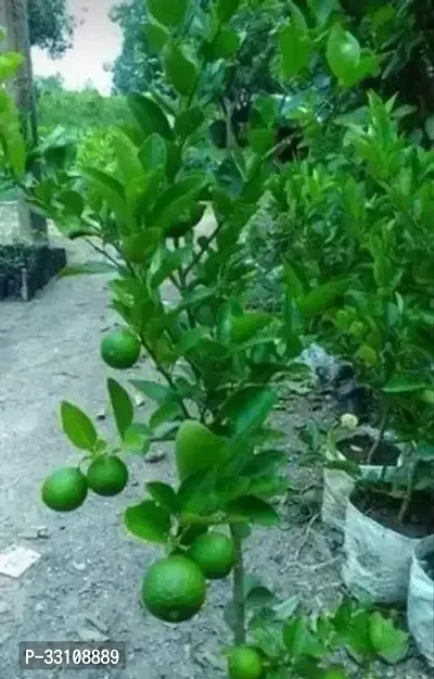 Exotic Hybrid Lemon Vegetable Seeds Lime 10 Seeds for Home Kitchen Gardening-thumb0