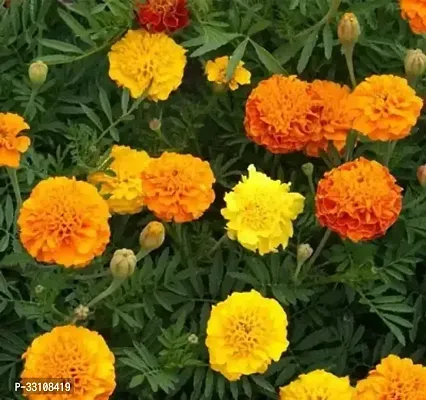 marigold flower seeds for all season india pack of 50 seeeds garden flower seeds-thumb0