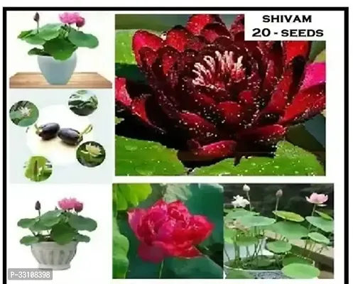 lotus flower seeds 20 seed mixed color seeds for home garden water lily flower plant seeds