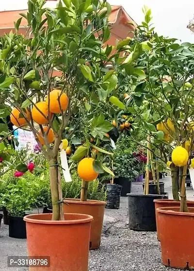 exotic hybrid lemon vegetable seeds lime 10 seeds for home kitchen gardening-thumb0