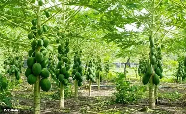 red lady papaya f1 hybrid fruit seeds pack of 40 seed-thumb0