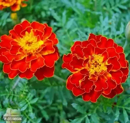 marigold flower seeds for all season india pack of 50 seeeds garden flower seeds-thumb0