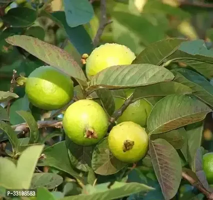 thailand guava seeds 100 seed thai guava fruit plant seeds-thumb0