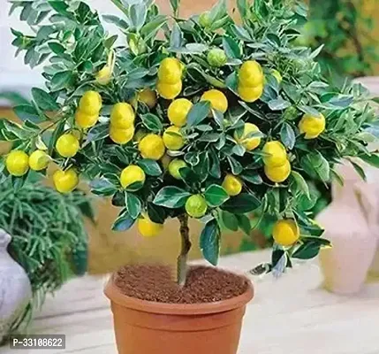 exotic hybrid lemon vegetable seeds lime 10 seeds for home kitchen gardening-thumb0