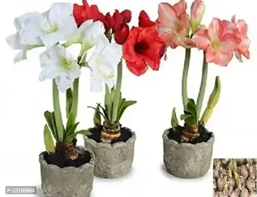 amaryllis lily flower bulbs multicolour pack of 5 for home gardening-thumb0