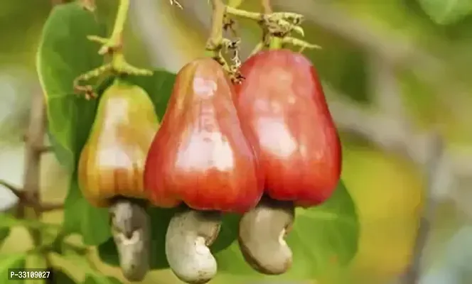 cashew nut kaju tree seed 5 per packet for home garden-thumb0