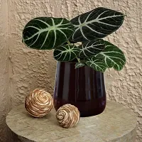 HOMSSY Brown Bucket Metal Planter Pot, For Home Decor, Living Room, Rust Free, Multipurpose Pot (Plants not Included)-thumb4