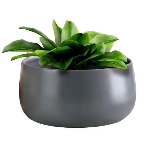 Trendy Plant & Planters 