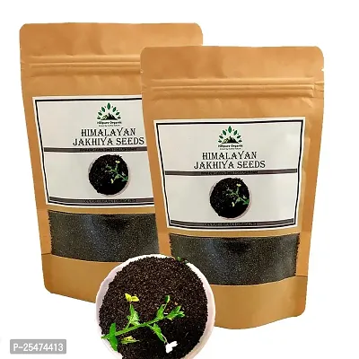 Hillpure Organic Himalayan Jhakhiya Seeds | Super Food of Uttarakhand |100% Pure  Natural | Cleome viscosa Seeds | Wild Mustard (175gm + 175gm)-thumb0