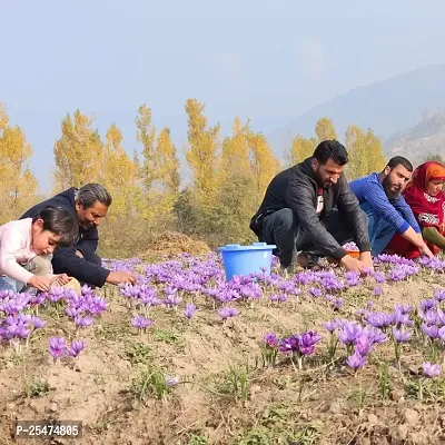 Hillpure Organic Kashmiri Saffron | Keshar | Lab Tested Certified Grade A+ (1gm + 1 gm)-thumb4