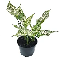 INDIAN FLORA? : AGLONEMA SNOW WHITE | Home Decor Live Plant | Plastic Pot | Air Purifying |-thumb2