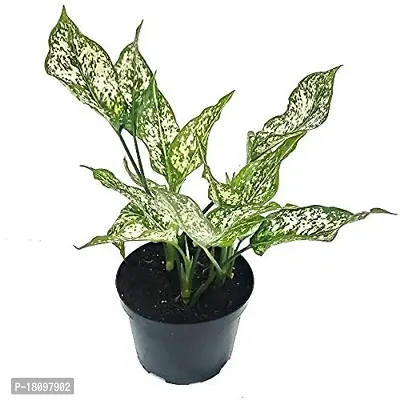 INDIAN FLORA? : AGLONEMA SNOW WHITE | Home Decor Live Plant | Plastic Pot | Air Purifying |-thumb3