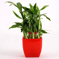 INDIAN FLORA? : LUCKY BAMBOO | 2 Layer | Good Fortune Live Plant | Plastic Pot | Home Decor | Feng Shui Plant |-thumb3