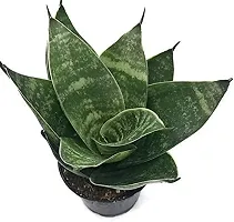 INDIAN FLORA? : Sansevieria Hahnii Green Dwarf| Snake Plant | Natural Live Plant | Plastic Pot | Air Purifying |Home Decor Plant |-thumb3