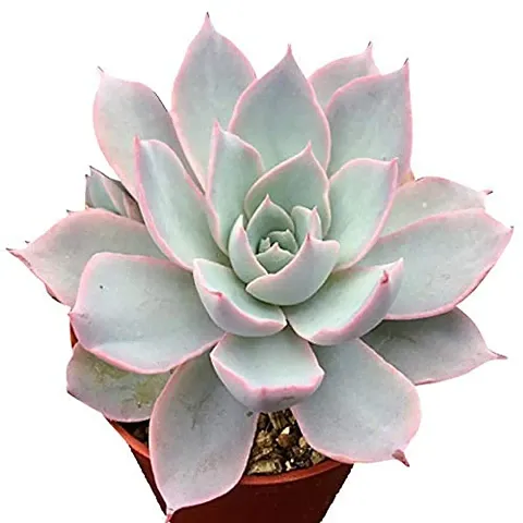 INDIAN FLORA? : Echeveria | Succulents | Home Decor Plant |Natural Live Plant | Plastic Pot |