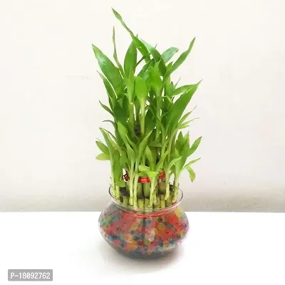 INDIAN FLORA? : LUCKY BAMBOO | 2 Layer | Good Fortune Live Plant | Glass Pot | Home Decor | Feng Shui Plant |-thumb2