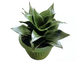 INDIAN FLORA? : Sansevieria Hahnii Green Dwarf| Snake Plant | Natural Live Plant | Plastic Pot | Air Purifying |Home Decor Plant |-thumb2