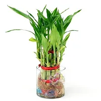 INDIAN FLORA? : LUCKY BAMBOO | 2 Layer | Good Fortune Live Plant | Plastic Pot | Home Decor | Feng Shui Plant |-thumb1