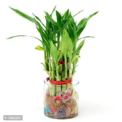 INDIAN FLORA? : LUCKY BAMBOO | 2 Layer | Good Fortune Live Plant | Plastic Pot | Home Decor | Feng Shui Plant |-thumb2