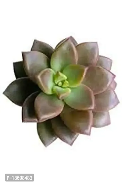 INDIAN FLORA? : Succulents | Home Decor Plant |Natural Live Plant | Plastic Pot |-thumb0