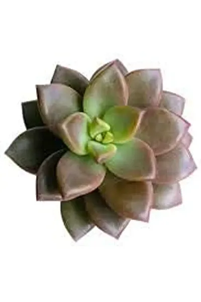 INDIAN FLORA? : Succulents | Home Decor Plant |Natural Live Plant | Plastic Pot |