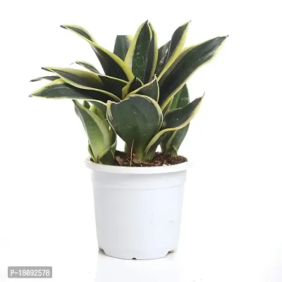 INDIAN FLORA? : Sansevieria Hahnii Jade Marginata |Snake Plant| Natural Live Plant | Plastic Pot |Air Purifying |