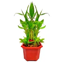 INDIAN FLORA? : LUCKY BAMBOO | 2 Layer | Good Fortune Live Plant | Plastic Pot | Home Decor | Feng Shui Plant |-thumb2