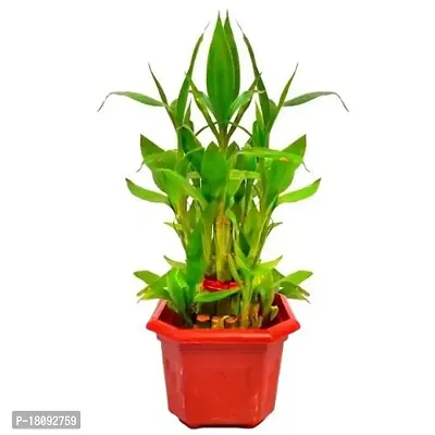 INDIAN FLORA? : LUCKY BAMBOO | 2 Layer | Good Fortune Live Plant | Plastic Pot | Home Decor | Feng Shui Plant |-thumb3