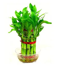 INDIAN FLORA? : LUCKY BAMBOO | 2 Layer | Good Fortune Live Plant | Glass Pot | Home Decor | Feng Shui Plant |-thumb4