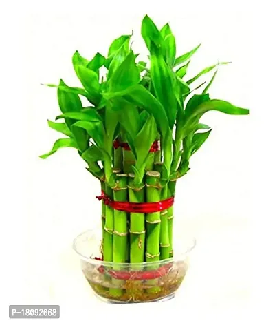 INDIAN FLORA? : LUCKY BAMBOO | 2 Layer | Good Fortune Live Plant | Glass Pot | Home Decor | Feng Shui Plant |-thumb5