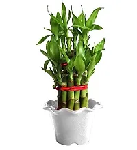 INDIAN FLORA? : LUCKY BAMBOO | 2 Layer | Good Fortune Live Plant | Plastic Pot | Home Decor | Feng Shui Plant |-thumb3