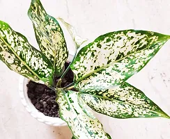 INDIAN FLORA? : AGLONEMA SNOW WHITE | Home Decor Live Plant | Plastic Pot | Air Purifying |-thumb3