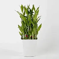 INDIAN FLORA? : LUCKY BAMBOO | 2 Layer | Good Fortune Live Plant | Plastic Pot | Home Decor | Feng Shui Plant |-thumb2