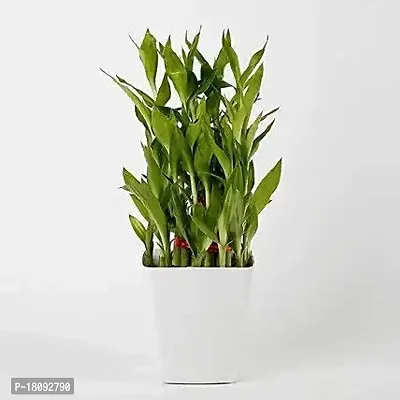 INDIAN FLORA? : LUCKY BAMBOO | 2 Layer | Good Fortune Live Plant | Plastic Pot | Home Decor | Feng Shui Plant |-thumb3