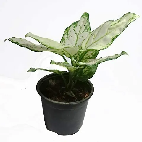 INDIAN FLORA? : AGLONEMA SNOW WHITE | Home Decor Live Plant | Plastic Pot | Air Purifying |