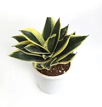 INDIAN FLORA? : Sansevieria Hahnii Jade Marginata |Snake Plant| Natural Live Plant | Plastic Pot |Air Purifying |-thumb2