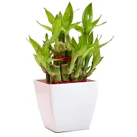 INDIAN FLORA? : LUCKY BAMBOO | 2 Layer | Good Fortune Live Plant | Plastic Pot | Home Decor | Feng Shui Plant |-thumb3